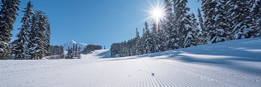 Piste de ski avec des sapins enneigés
