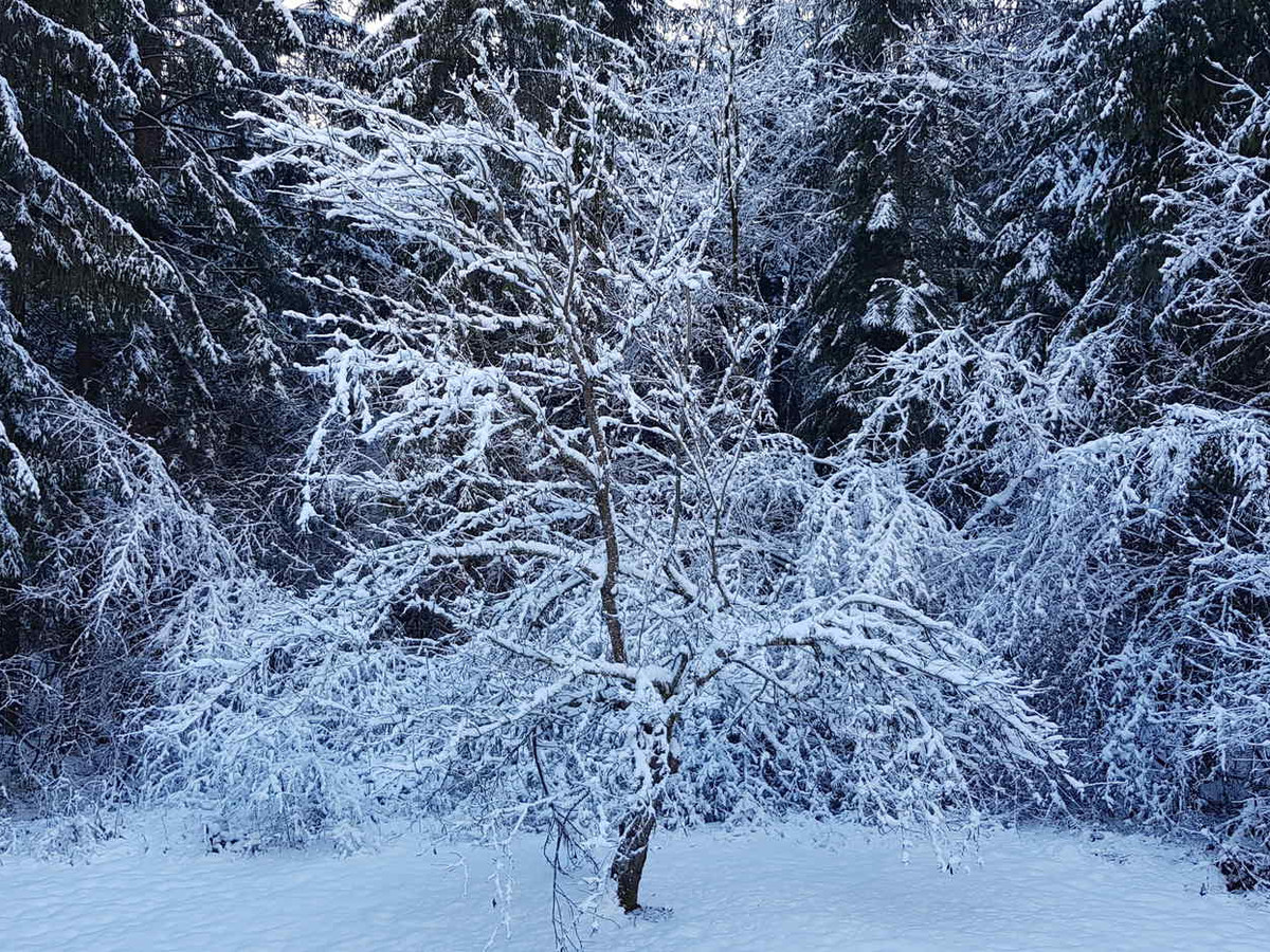 Studio Samoëns, 1 pièce, 4 personnes - Samoëns