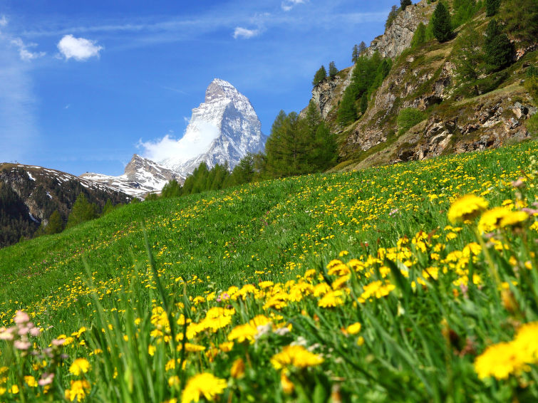 Appartement Sungold - Zermatt