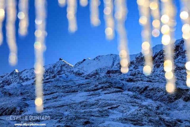 Ours blanc (l') 23270 - Alpe d'Huez