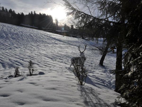 4 Pièces dans petite copropriété calme - Megève