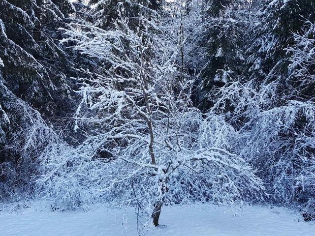 Spacieux 2 pièces cabine en forêt avec terrasse et parking FR-1-629-142 - Samoëns